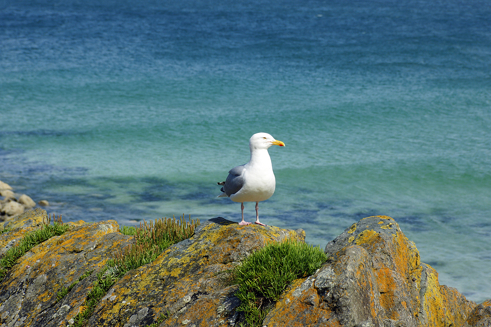 In St. Ives