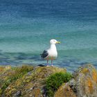 In St. Ives