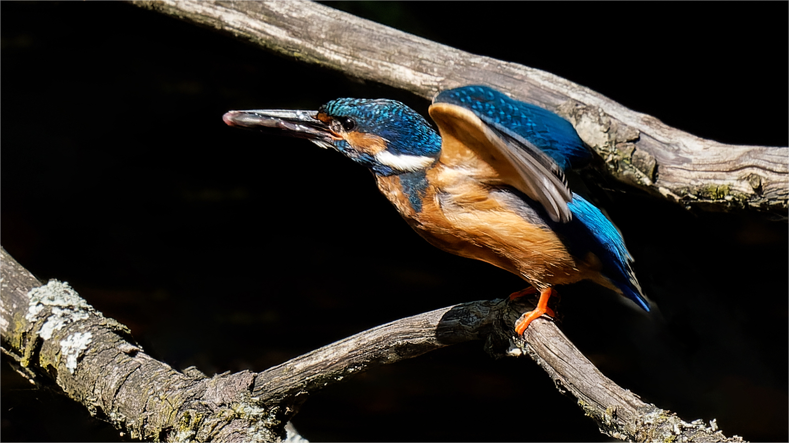 in Startpose war dieser Eisvogel -Papa  .....