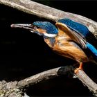 in Startpose war dieser Eisvogel -Papa  .....