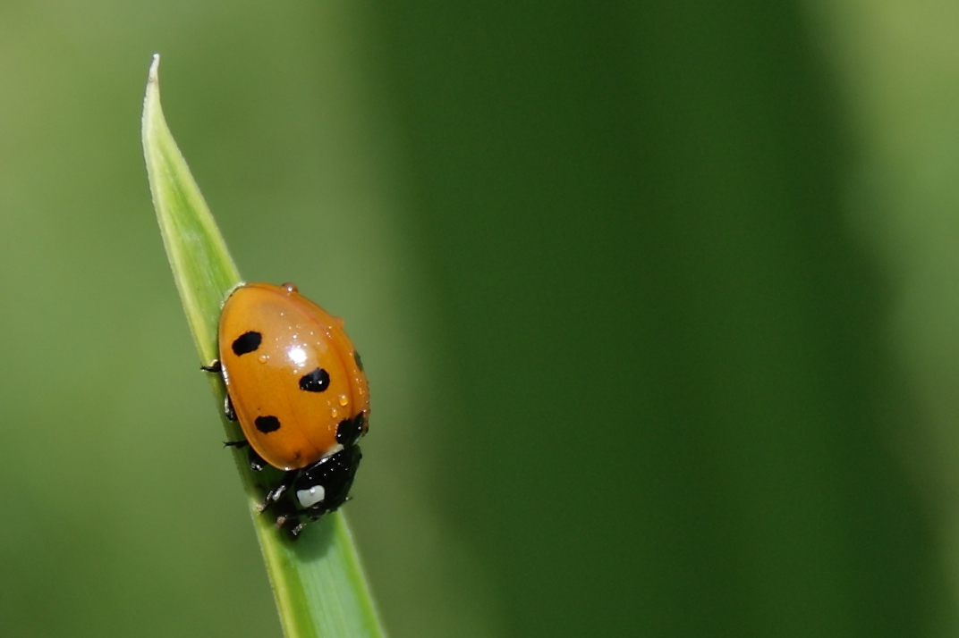 in Steffi's Garten 1