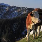 In steilem Gelände zuhause