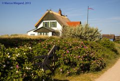 In Strandrosen gebettet