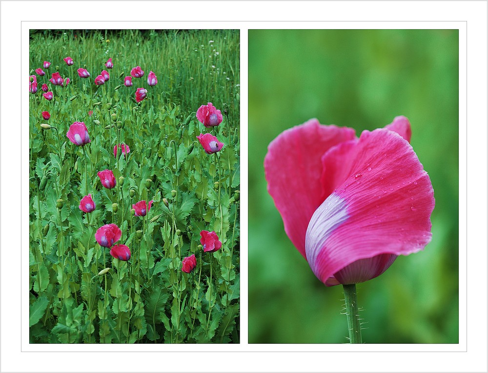 in Südtirol blühte auch der Mohn.....