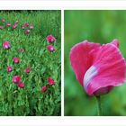 in Südtirol blühte auch der Mohn.....