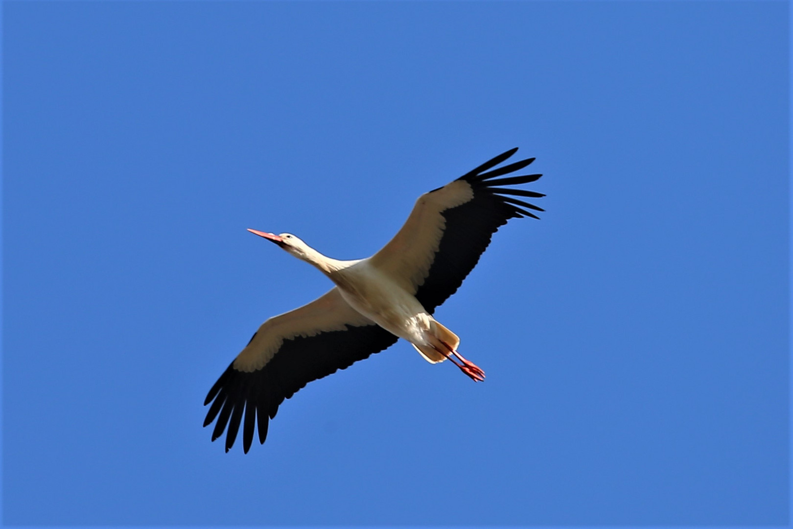 In Sülbeck im Polder