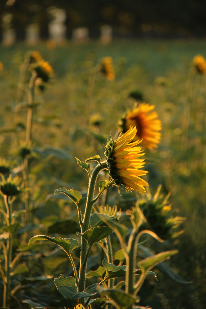 In sul calar del sole....