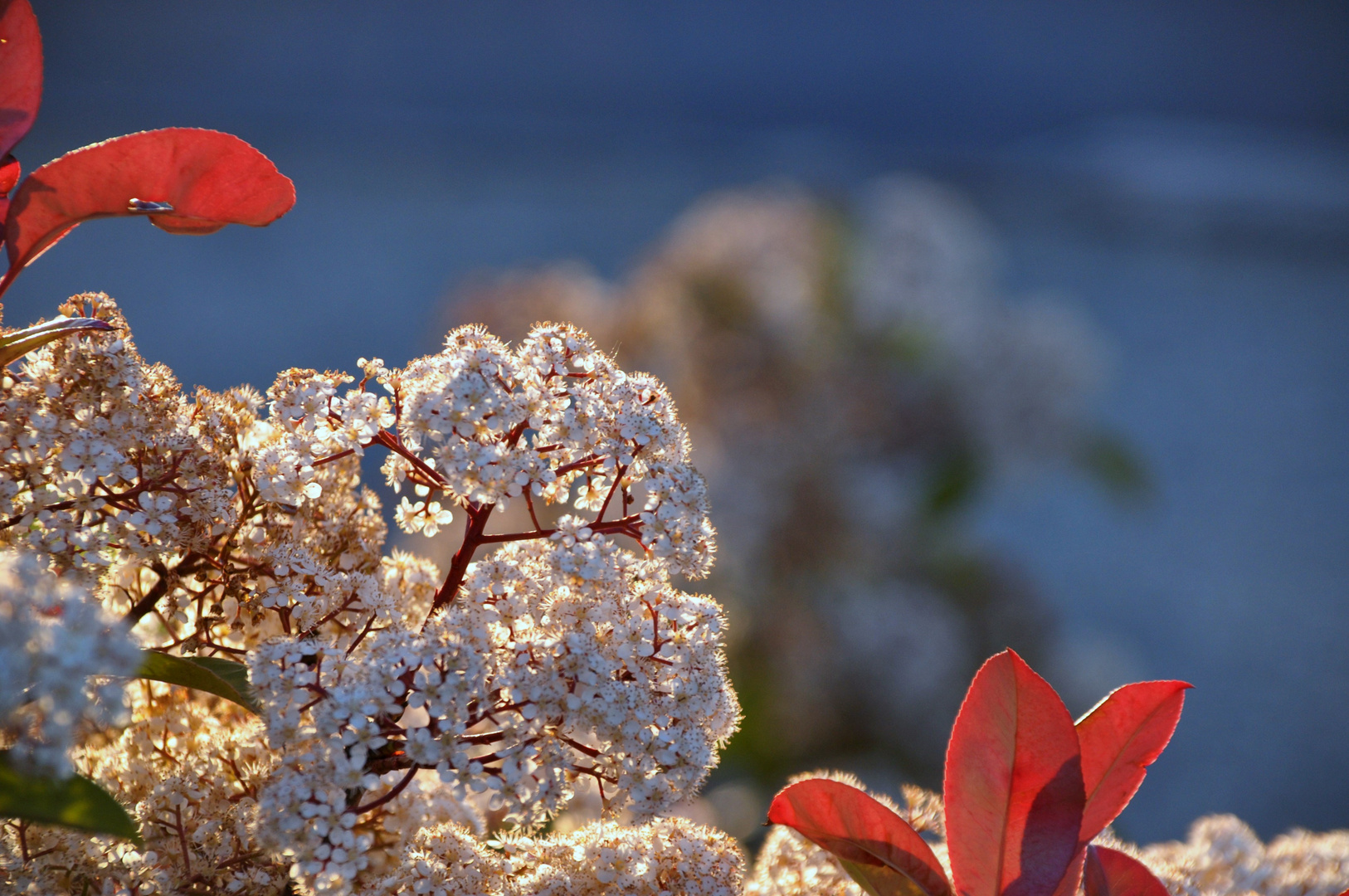 In tausend Blumen....... 