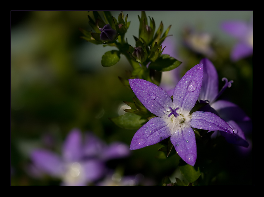 ~ In the afternoon sunlight ~