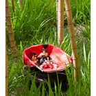 In the bamboo forest