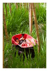 In the bamboo forest