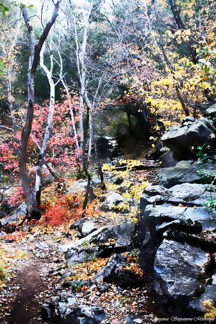 In the Brothers' Grimm Forest