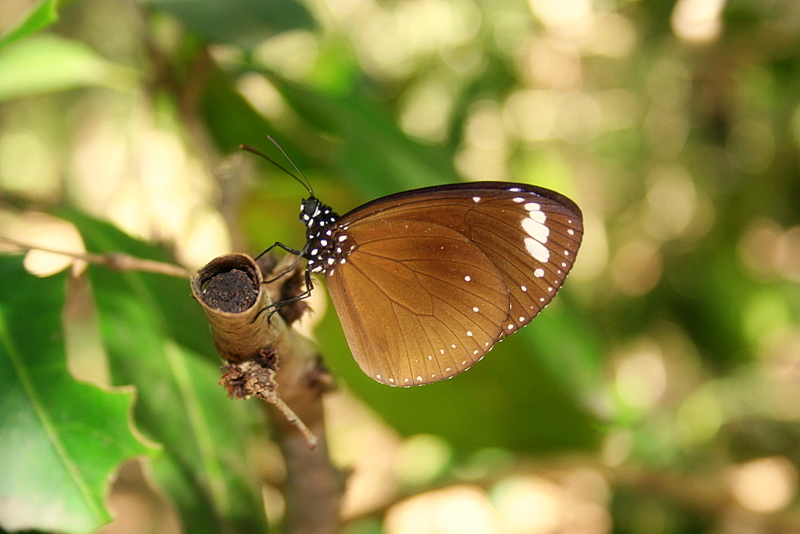 In the Butterflies Park...