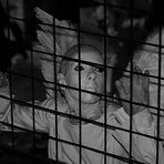 In the cage_02
