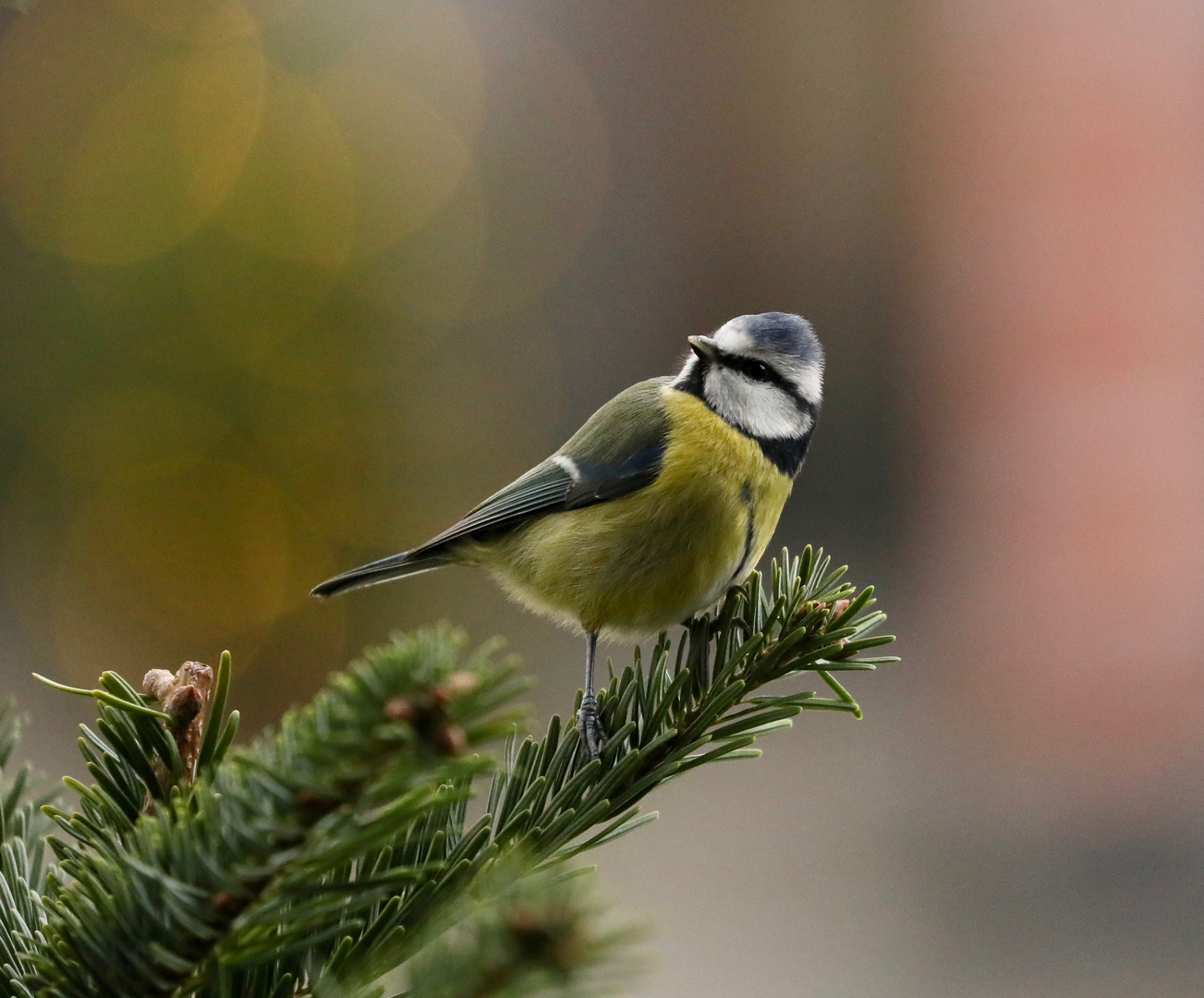 In the Christmas tree