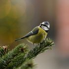 In the Christmas tree