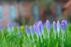 In the churchyard.