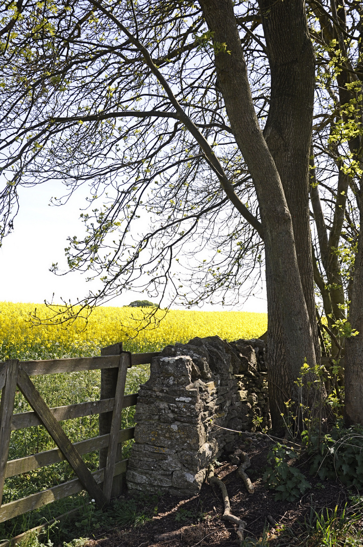 In the Cotswolds