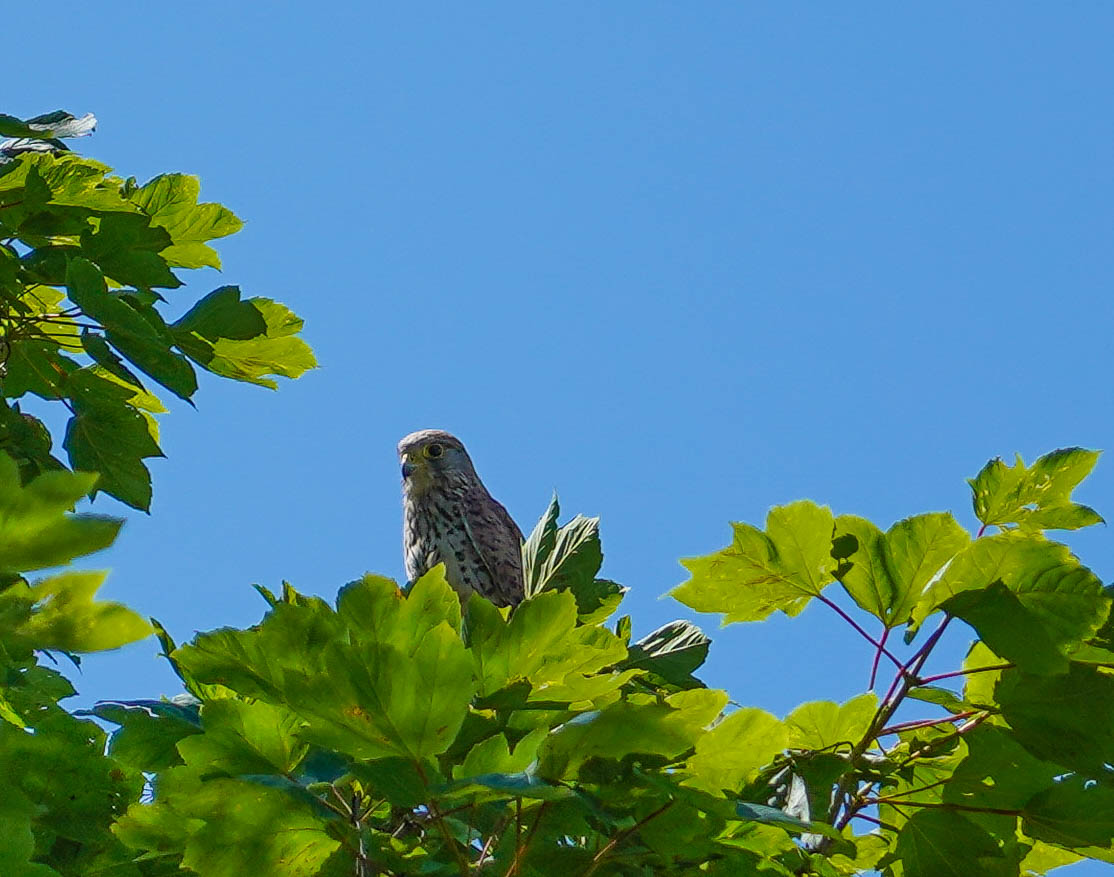 ..in the crown of the tree..