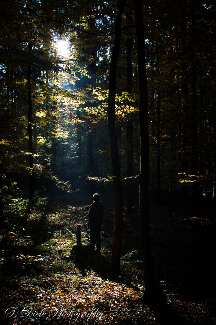 In the dark forest