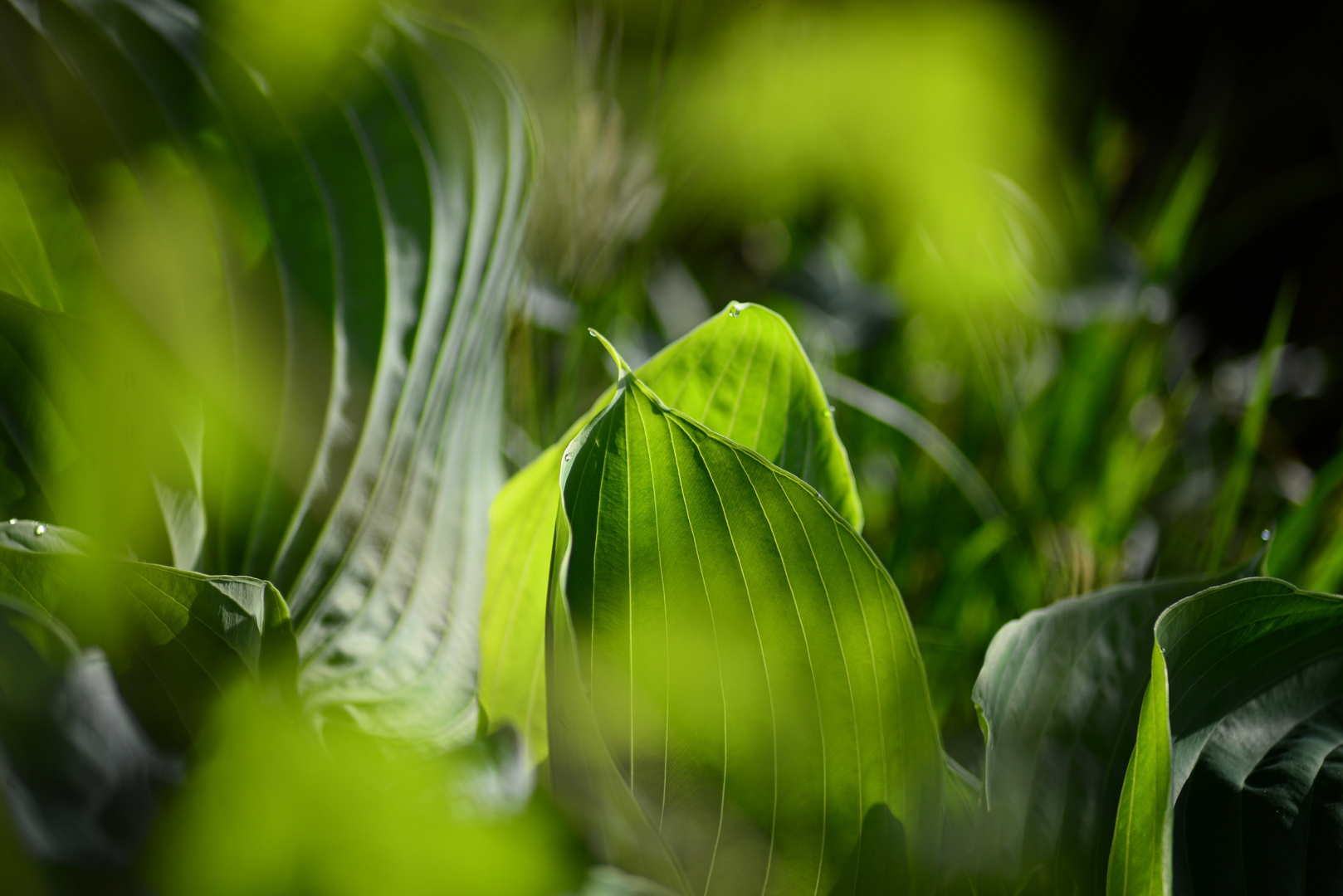 In  the depth of the garden