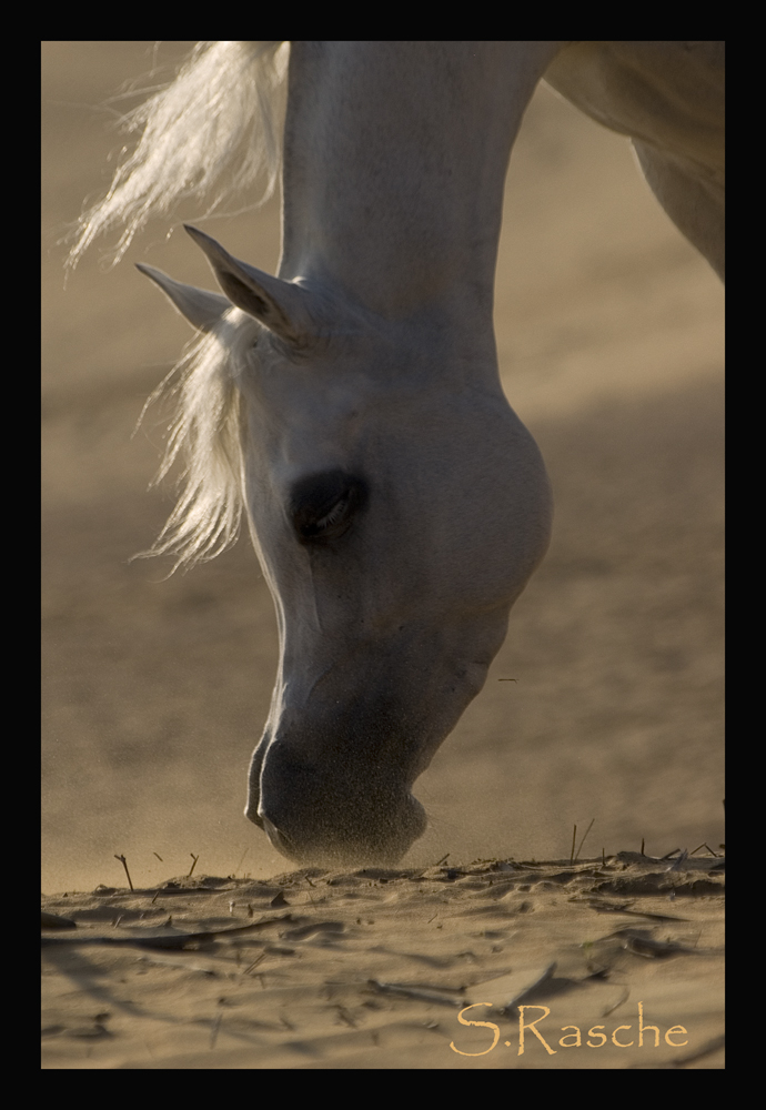 In the desert