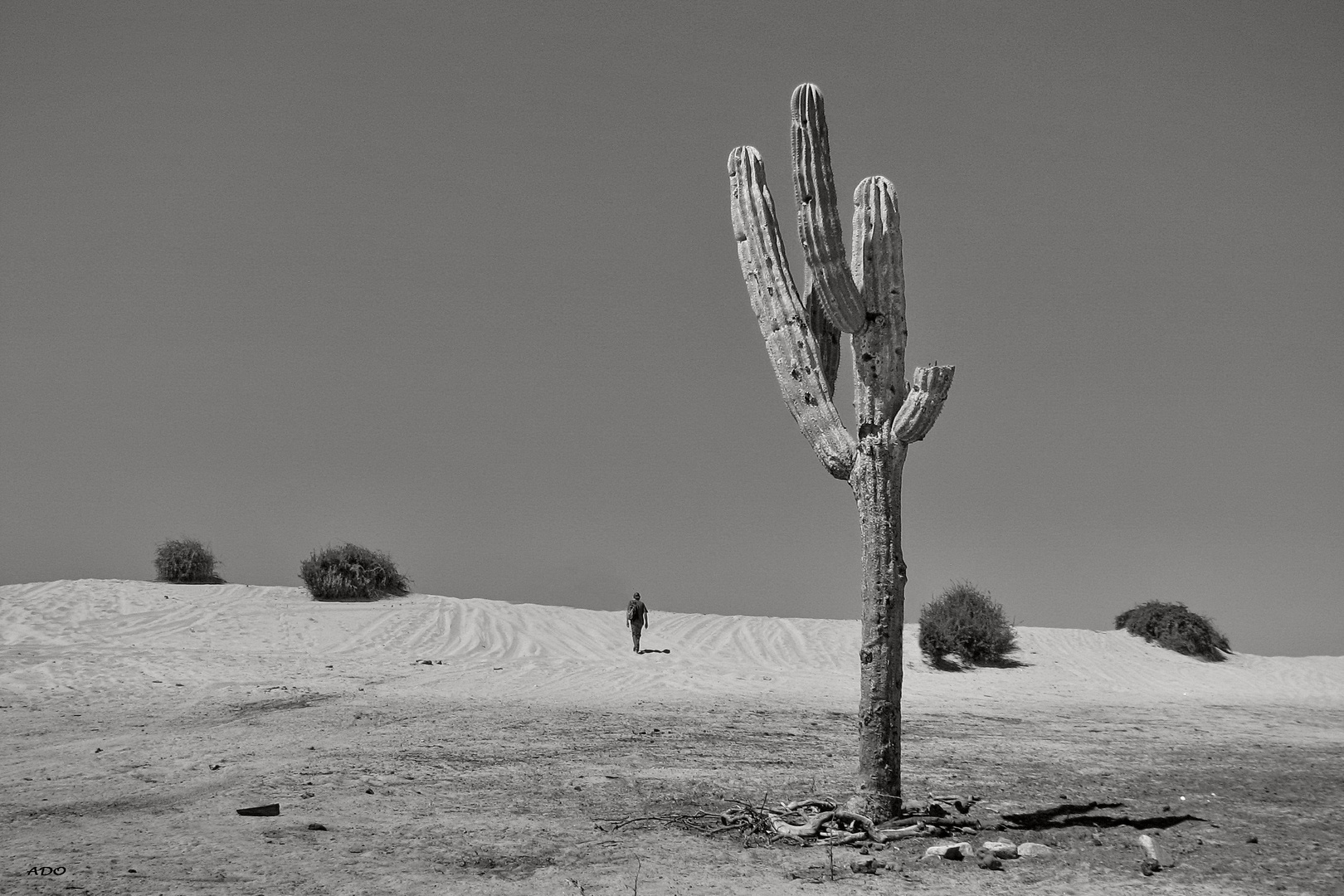 In The Desert