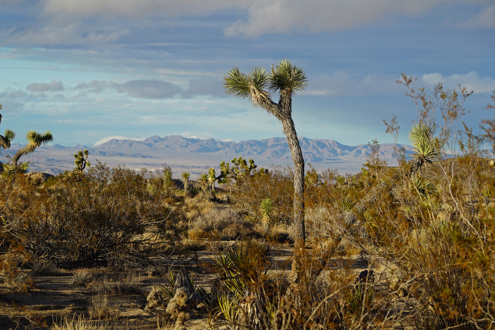 in the desert