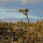 in the desert