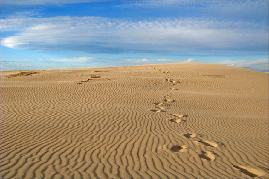 In the desert