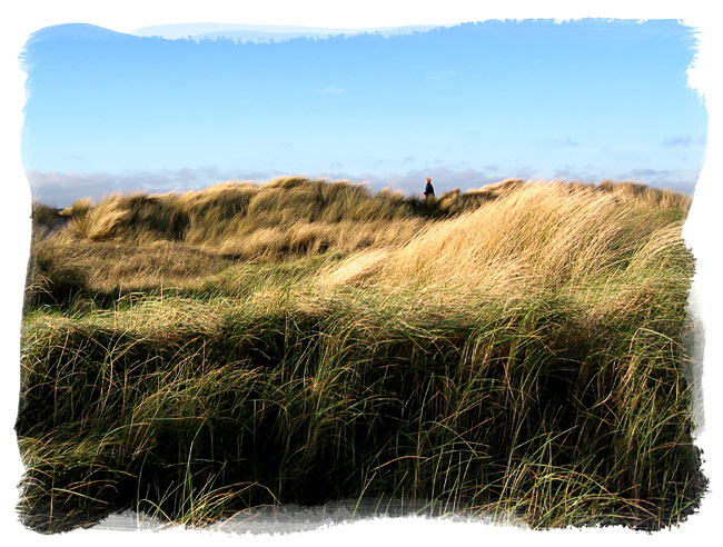 in the dunes