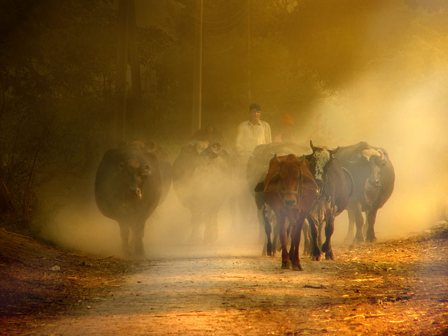 In the dust