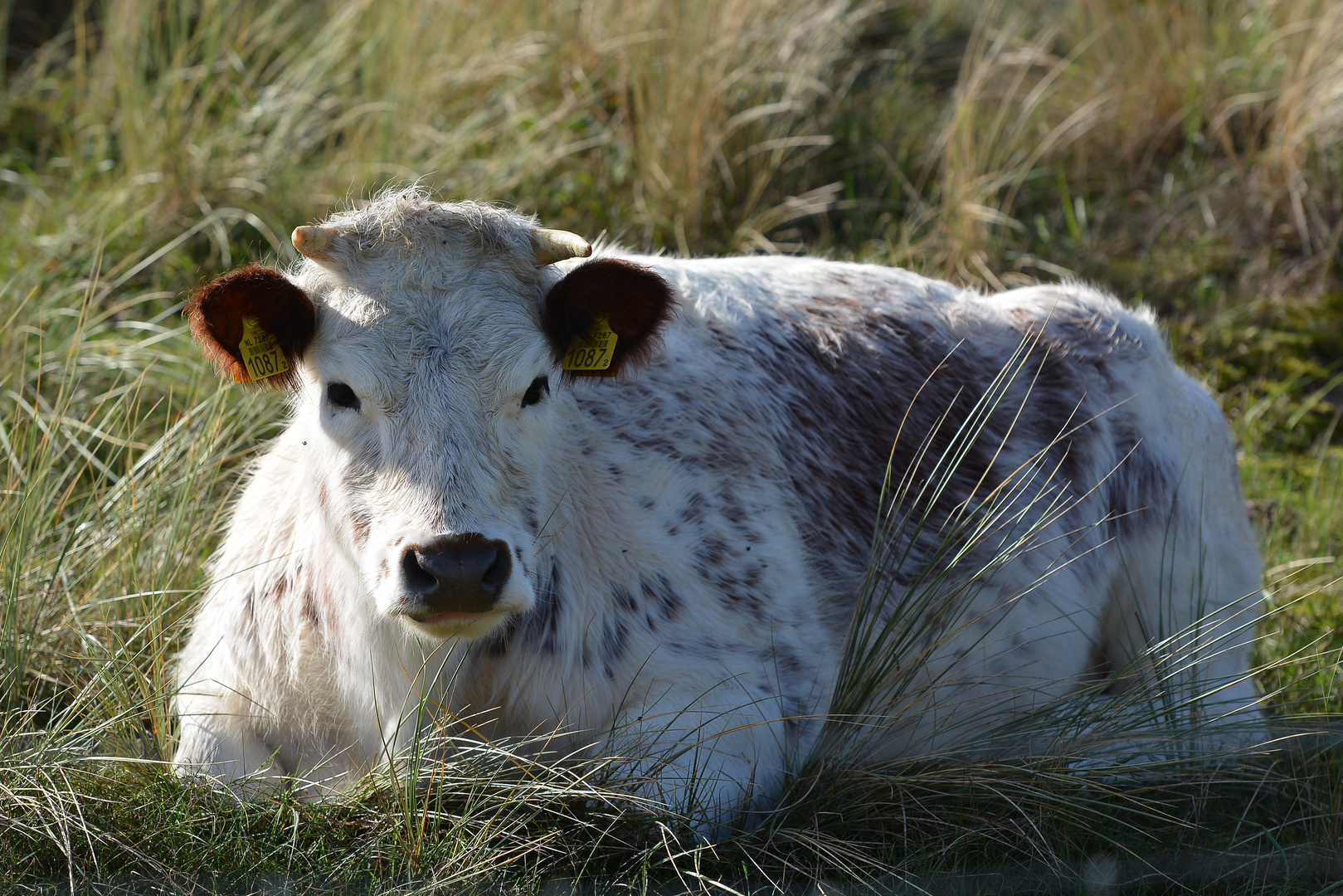 In the Dutch mountains ...