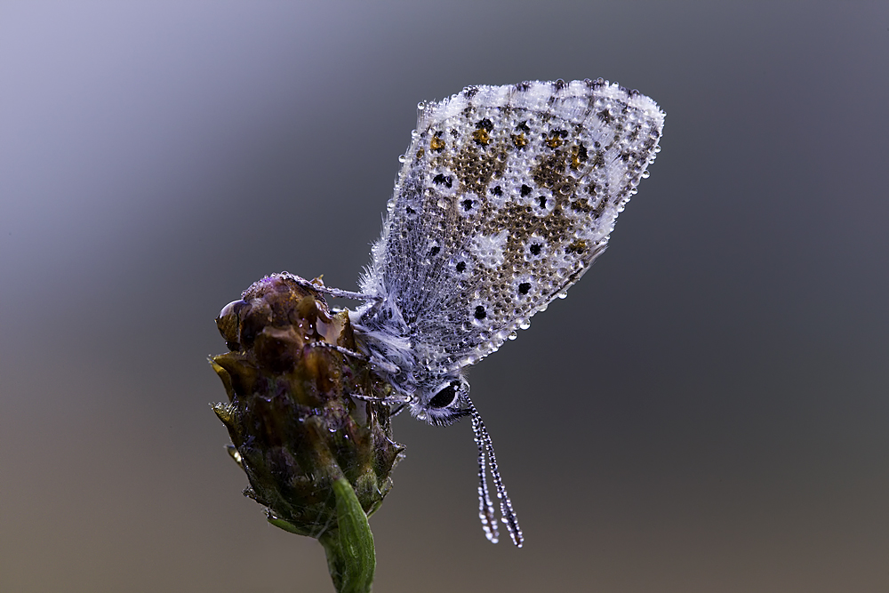 In the early morning light