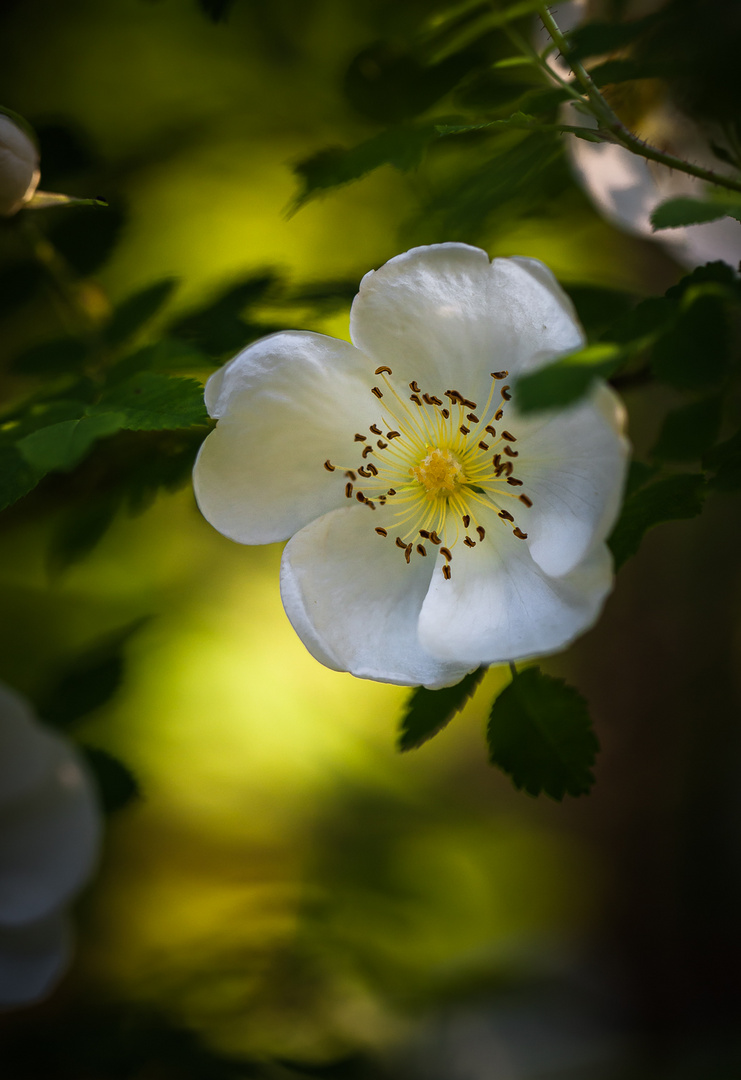 In the evening light