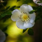 In the evening light