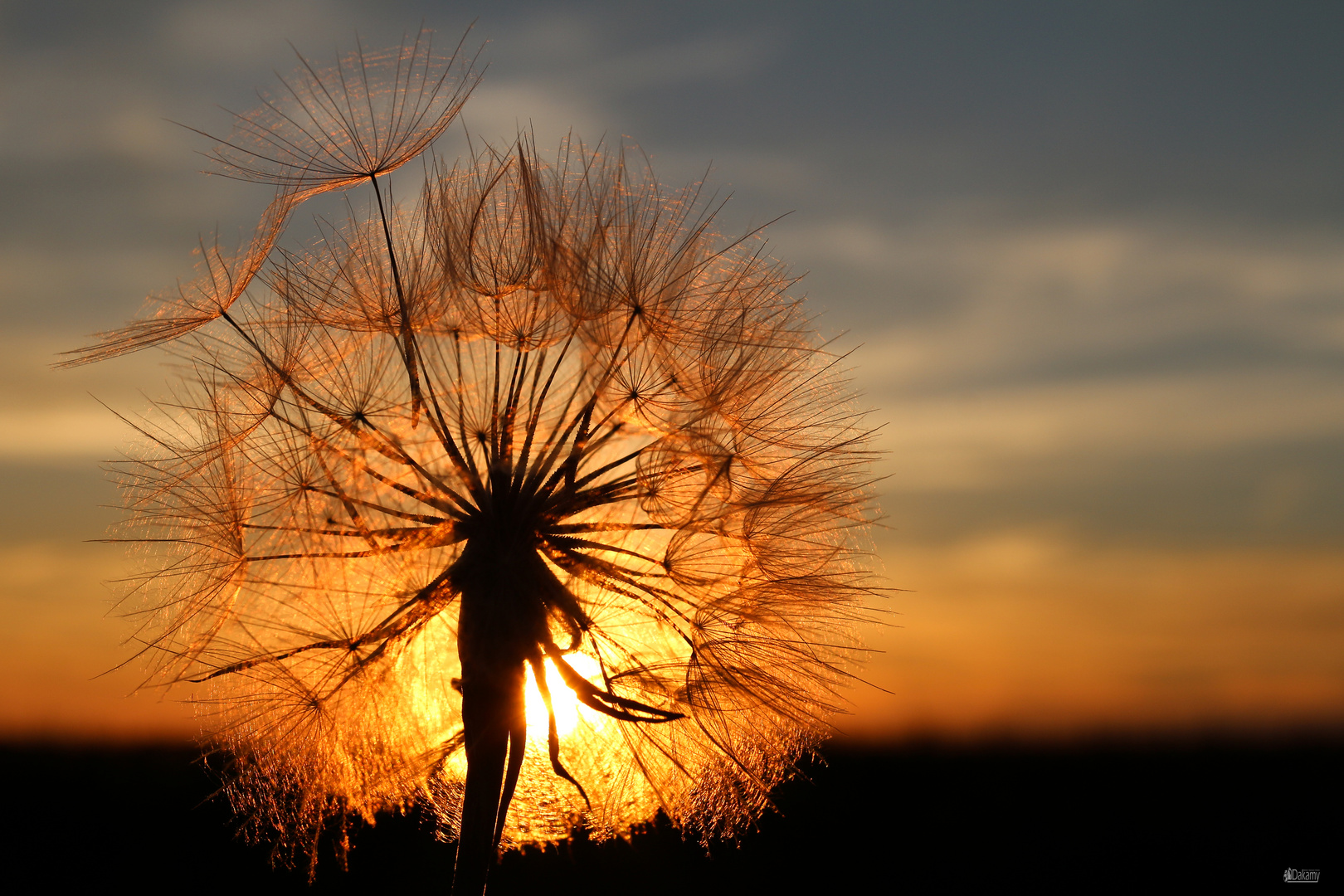 in the evening sun