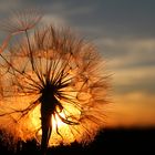 in the evening sun