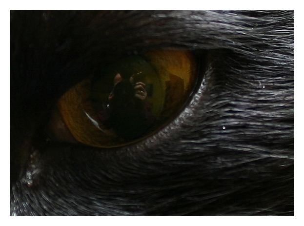 In the eye of a cat