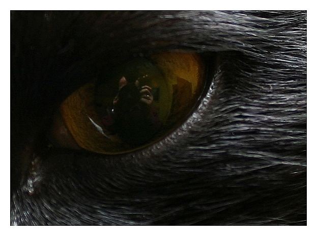 In the eye of a cat