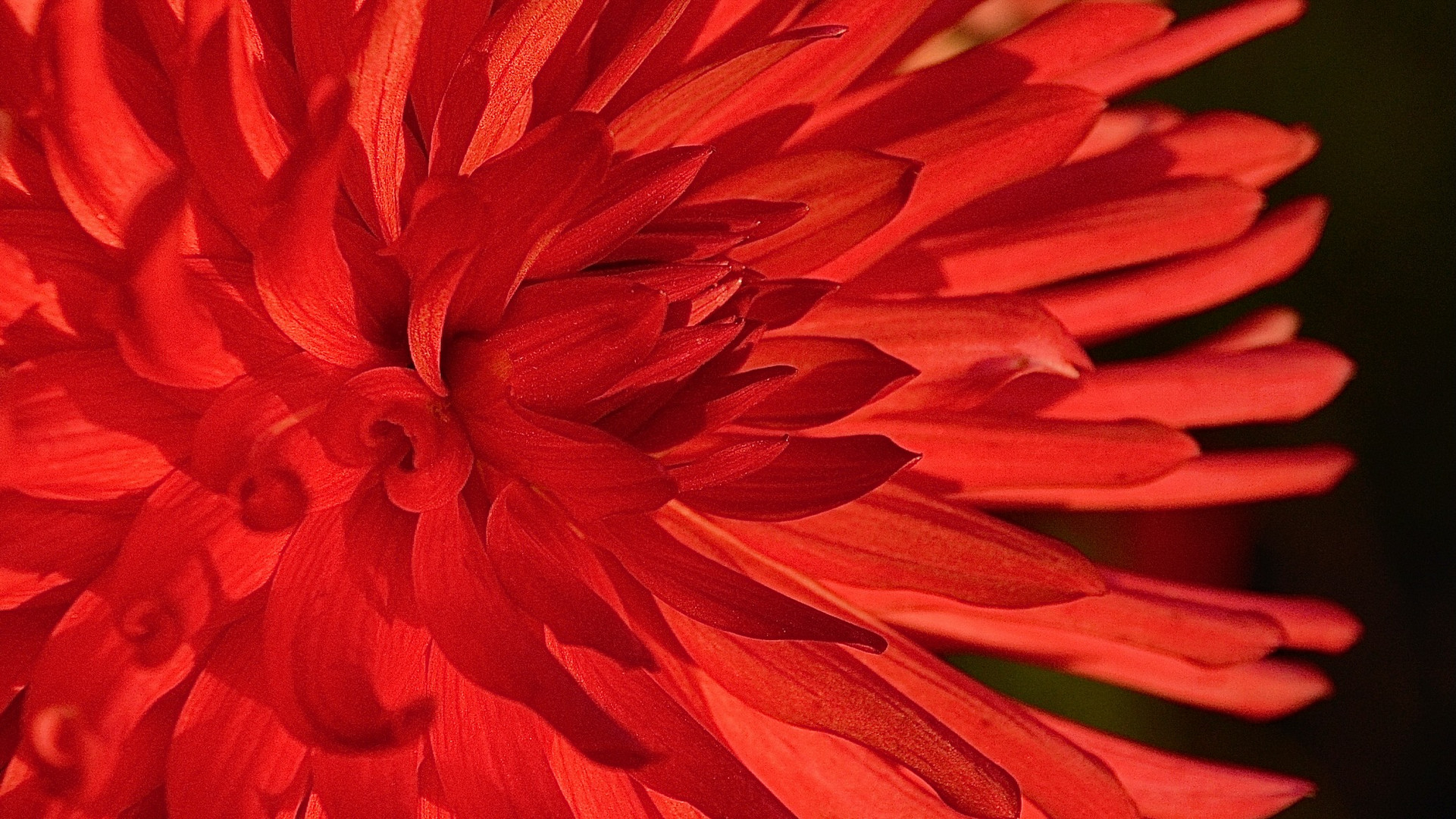 In the eye of a dahlia