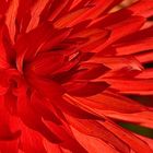 In the eye of a dahlia