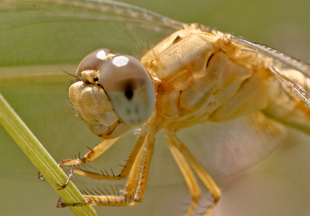 In the eye of a dragon fly