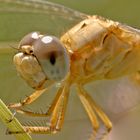 In the eye of a dragon fly