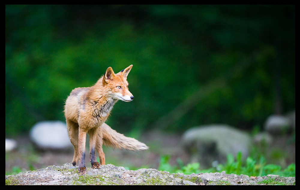 In the eye of a Fox