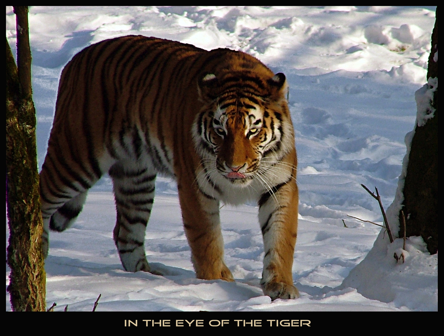 in the eye of the tiger.....