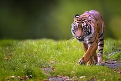 In The Eye Of The Tiger