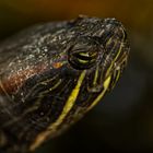 In the eye of the turtle