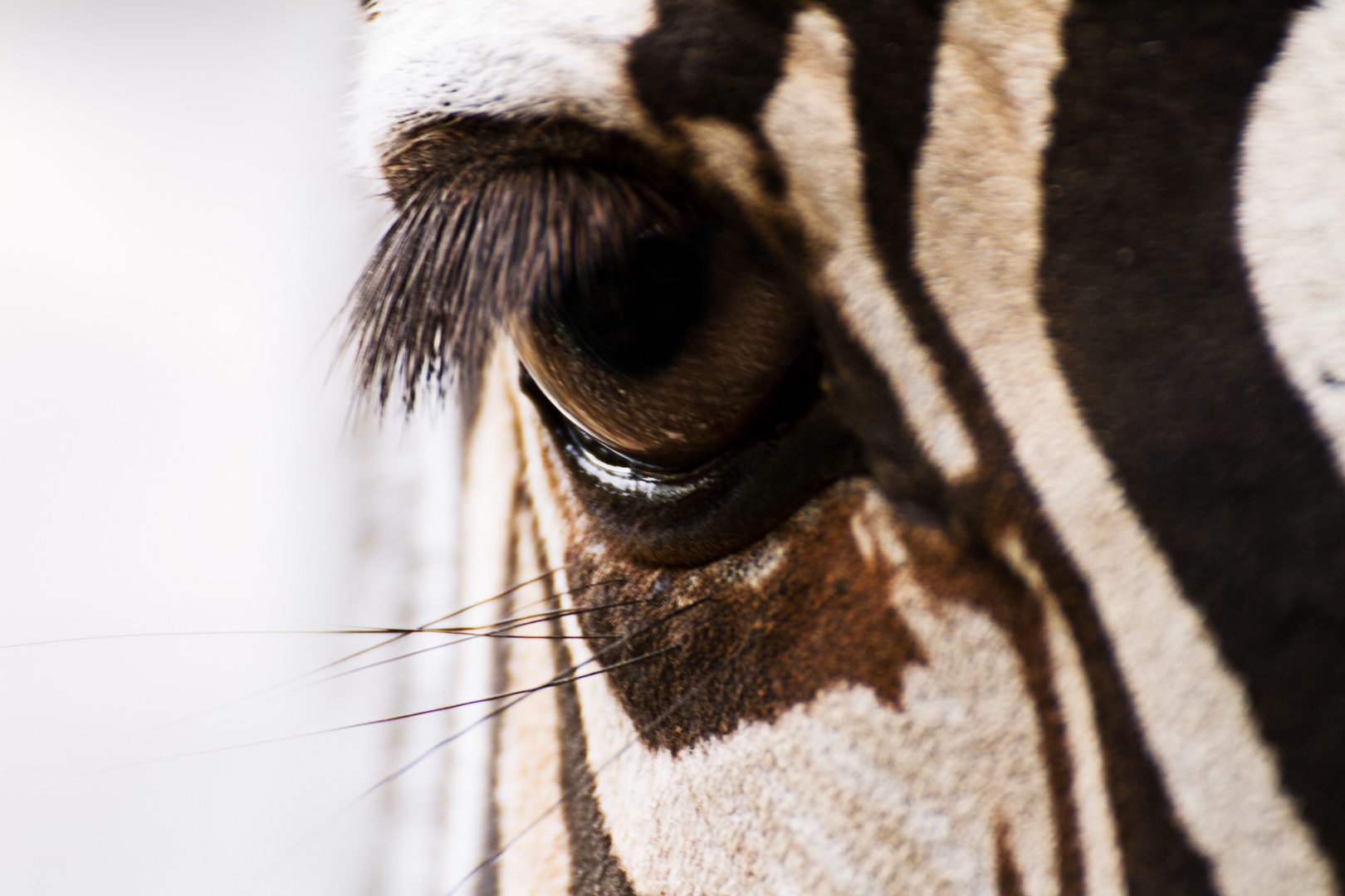 In the eye of the zebra