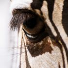 In the eye of the zebra